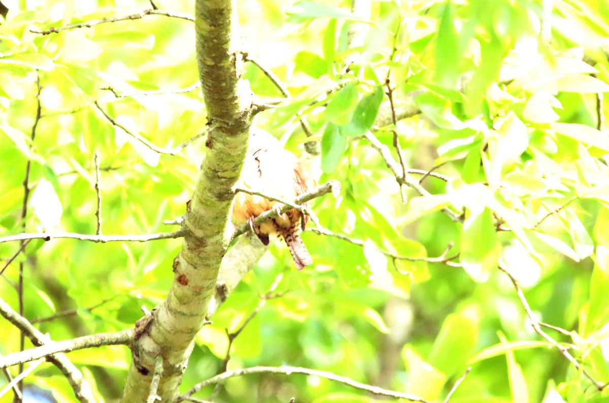 Carolina Wren - ML223975471