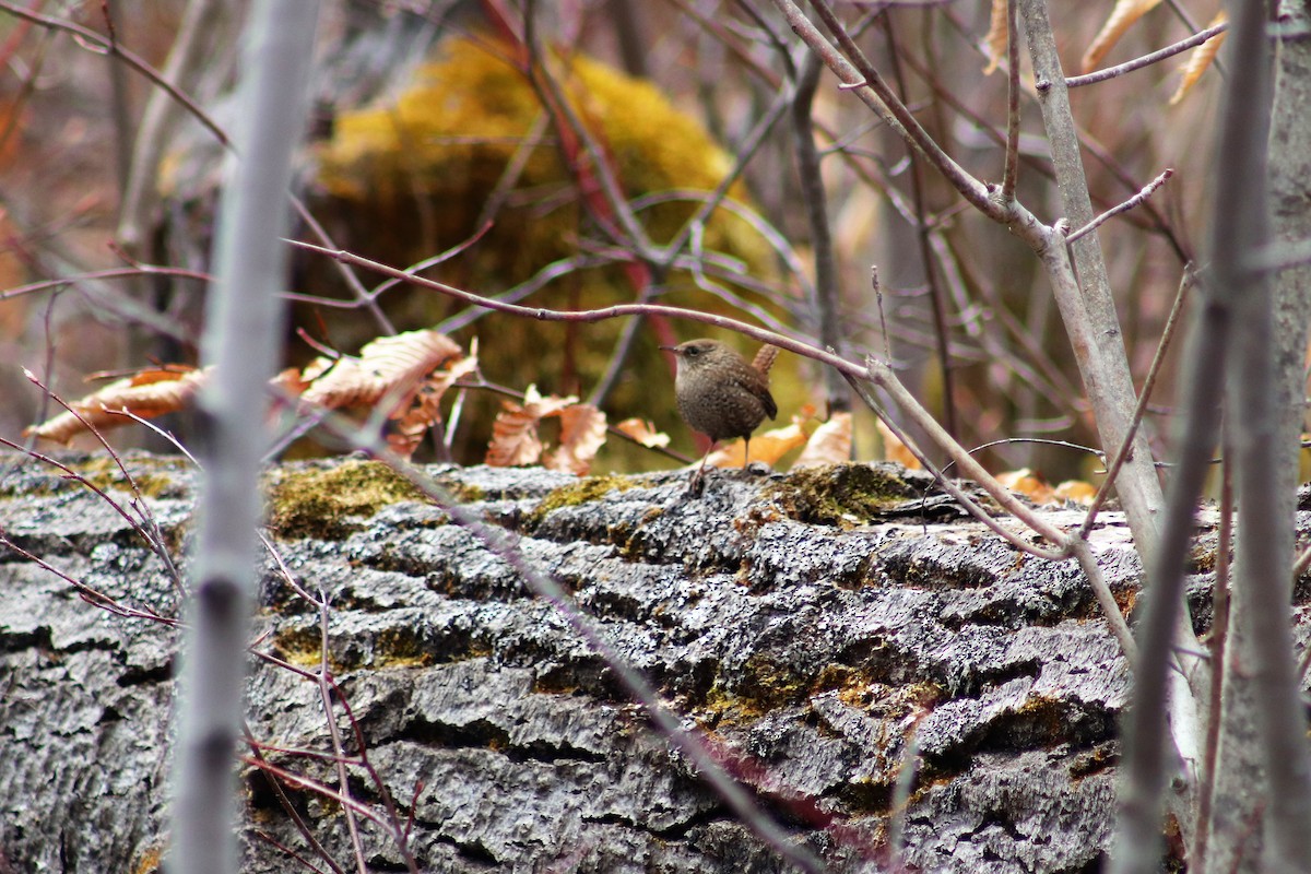 Troglodyte des forêts - ML223975531