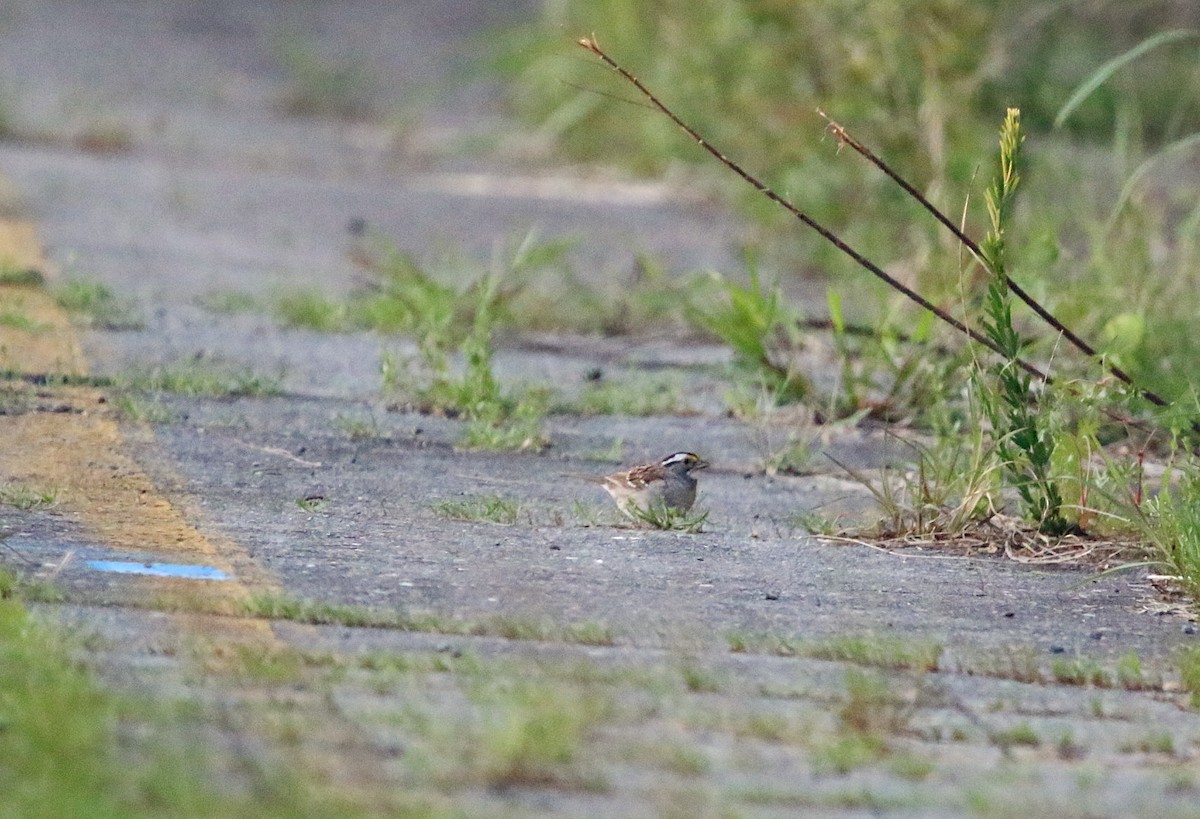 White-throated Sparrow - ML223975601