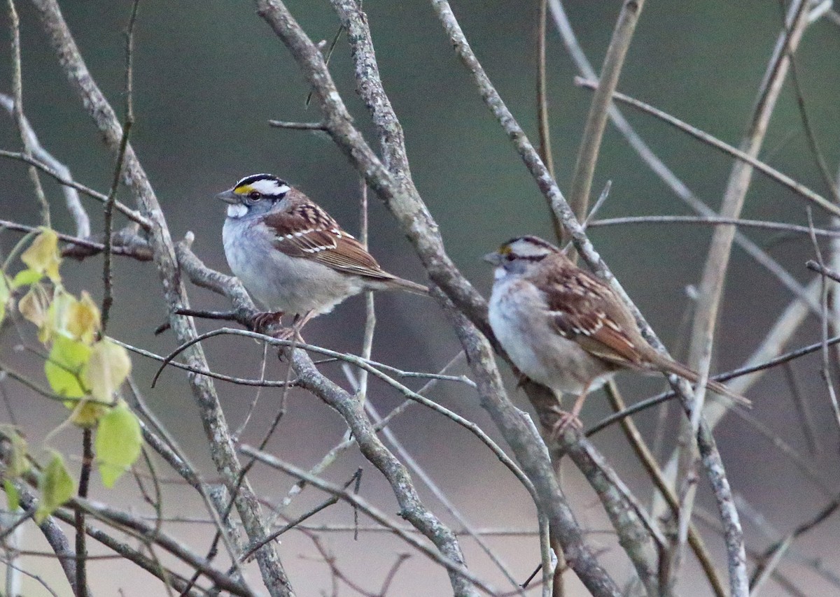 White-throated Sparrow - ML223975611