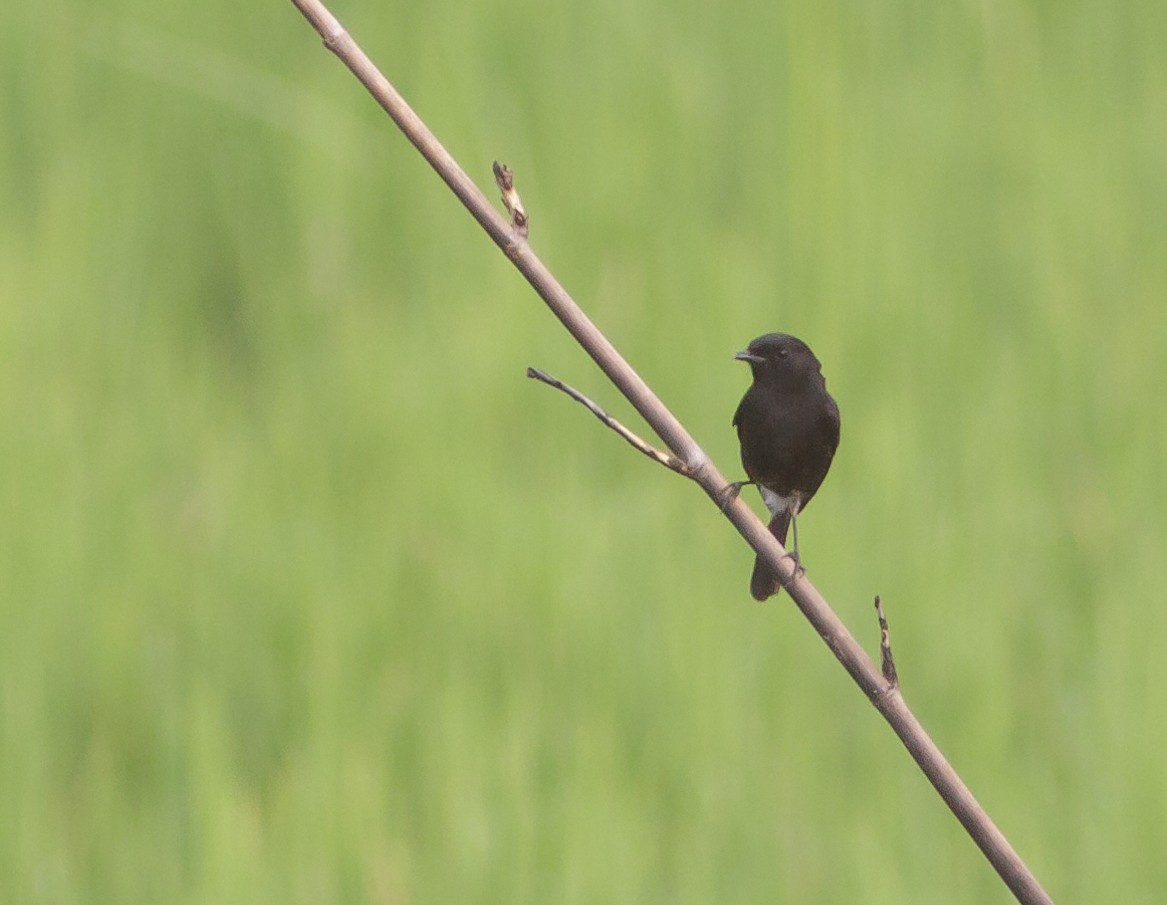 Pied Bushchat - ML223975881