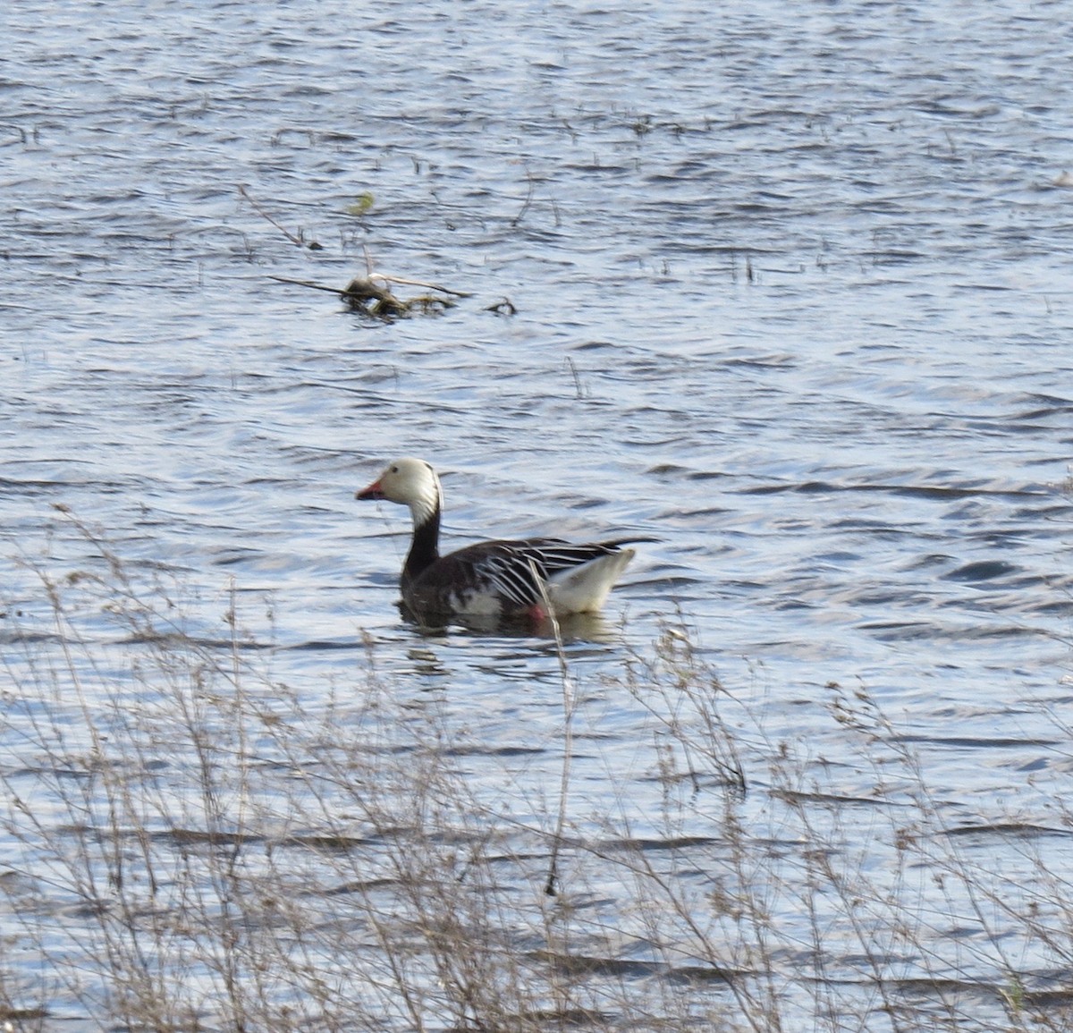 Snow Goose - ML22397721