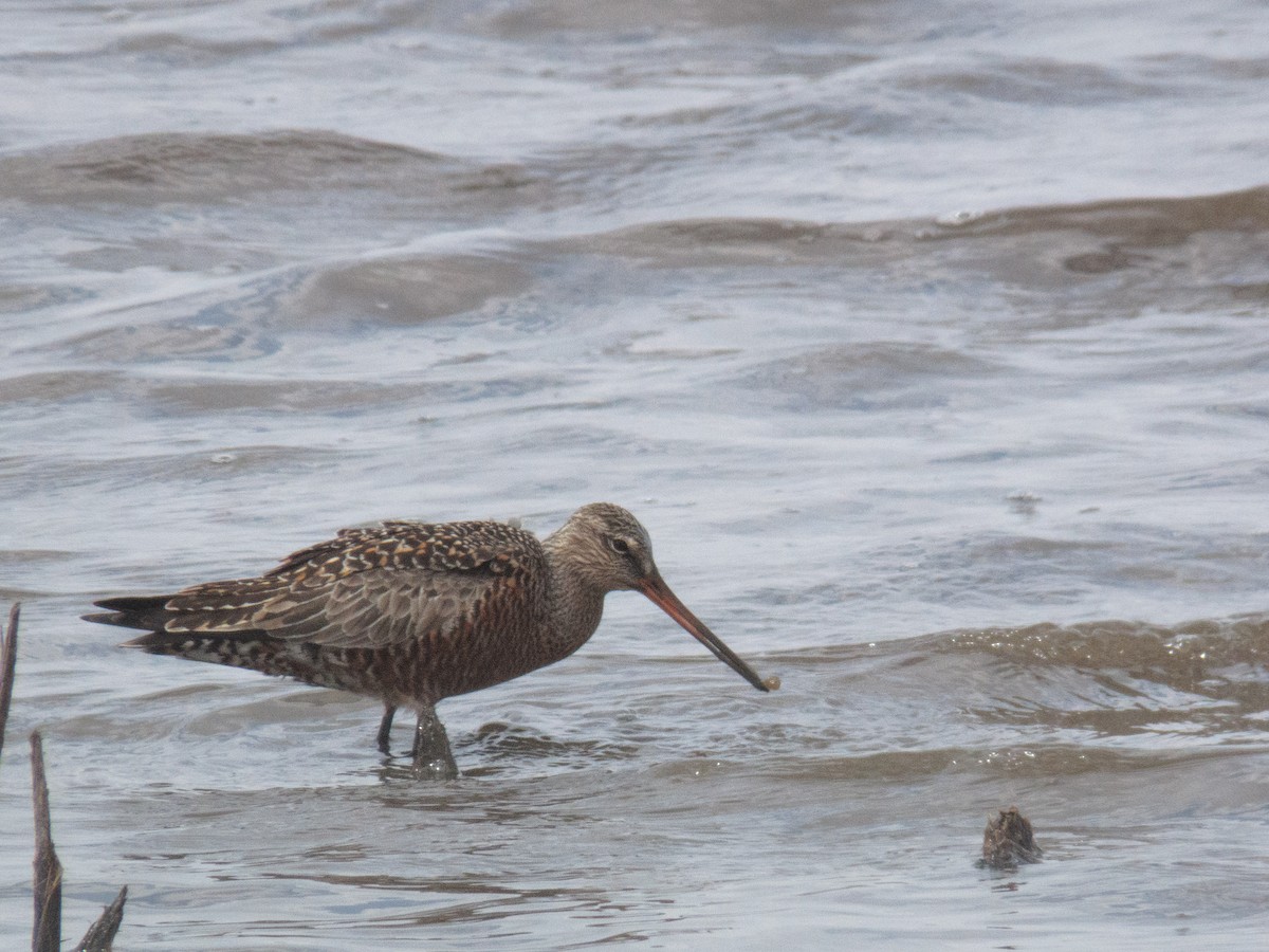 Hudsonian Godwit - ML223977531