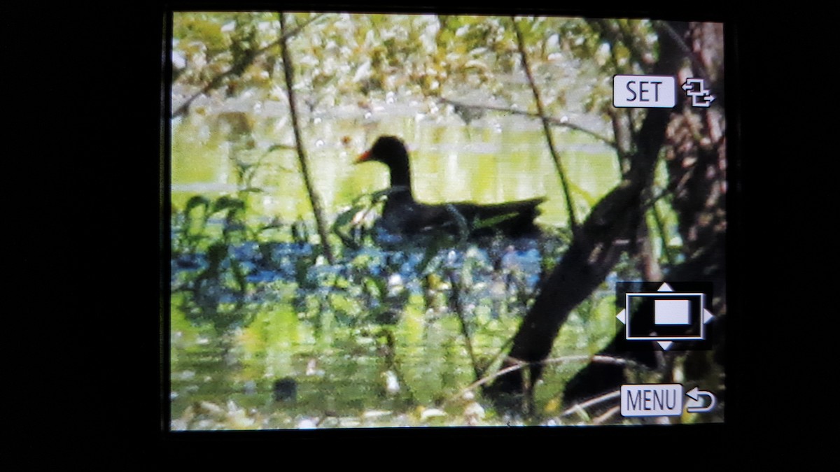 Common Gallinule - ML22397801