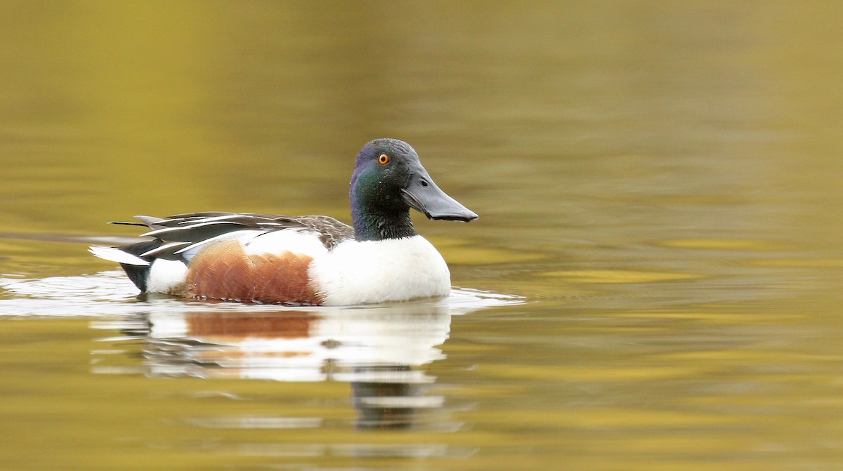 Northern Shoveler - Ryan Schain