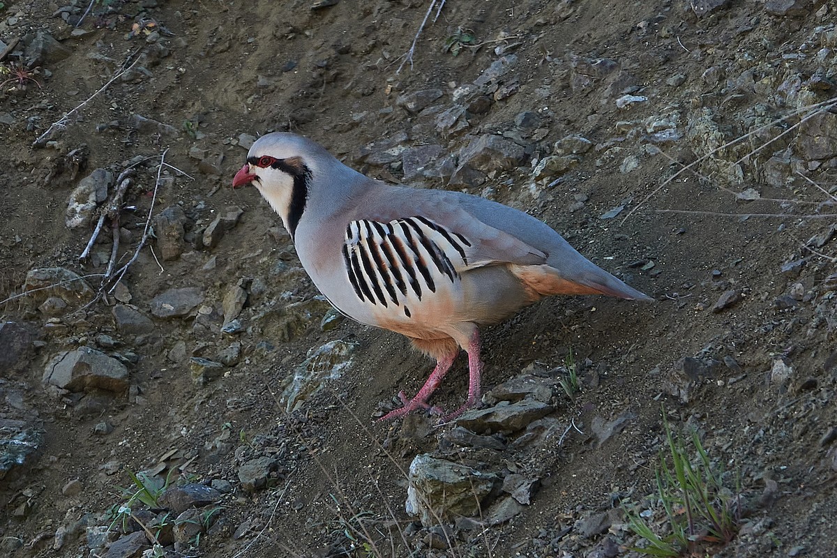 Chukar - ML223980731