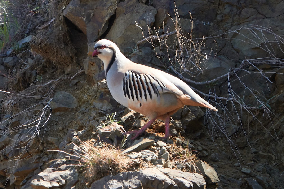 Chukar - ML223980801