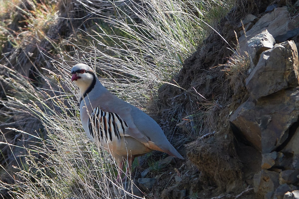 Chukar - ML223980891