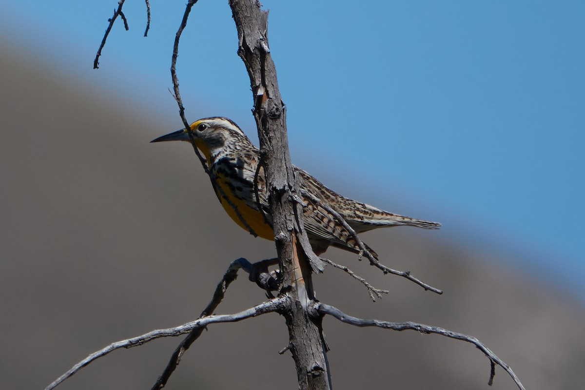 Western Meadowlark - ML223980931