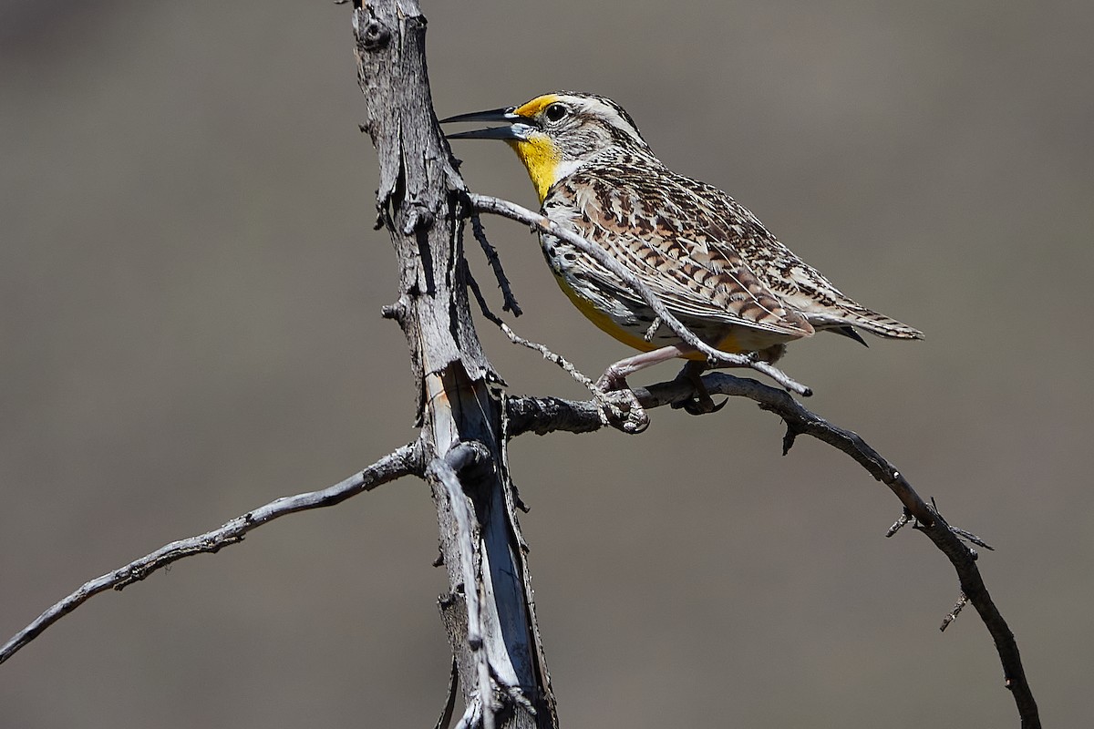 Western Meadowlark - Evan Thomas