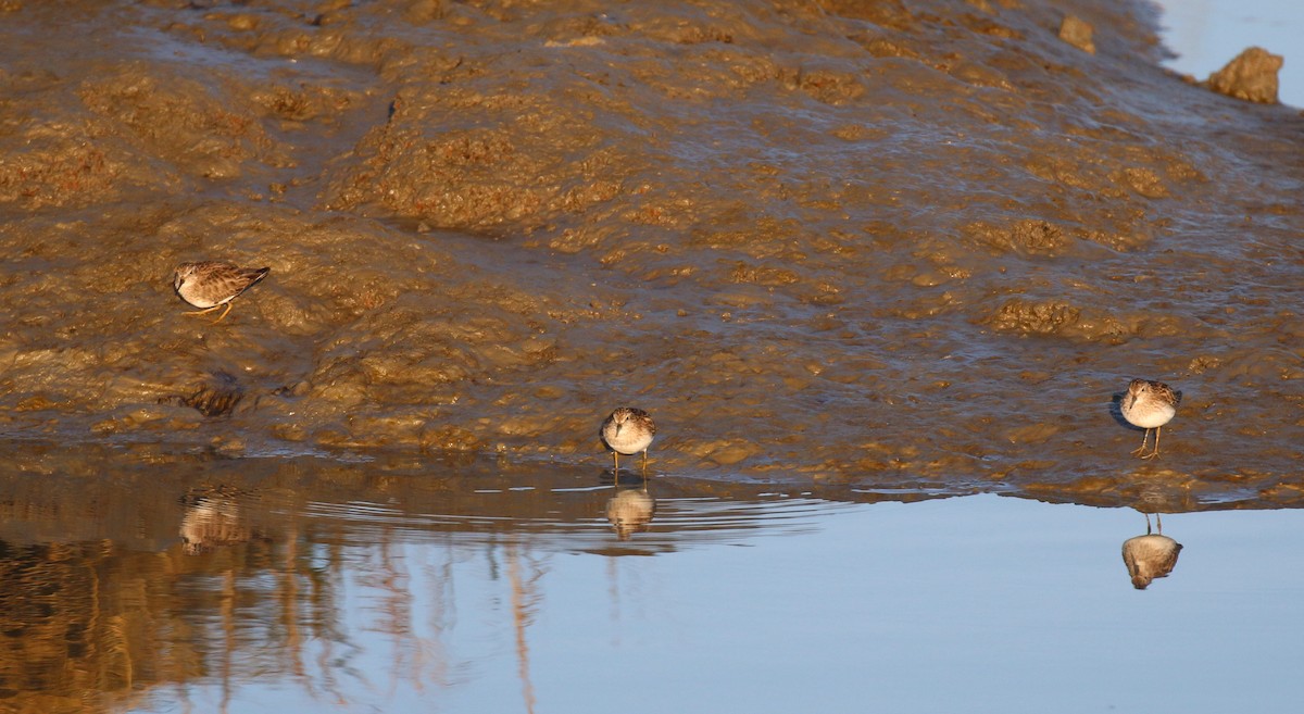 Least Sandpiper - Henry Burton