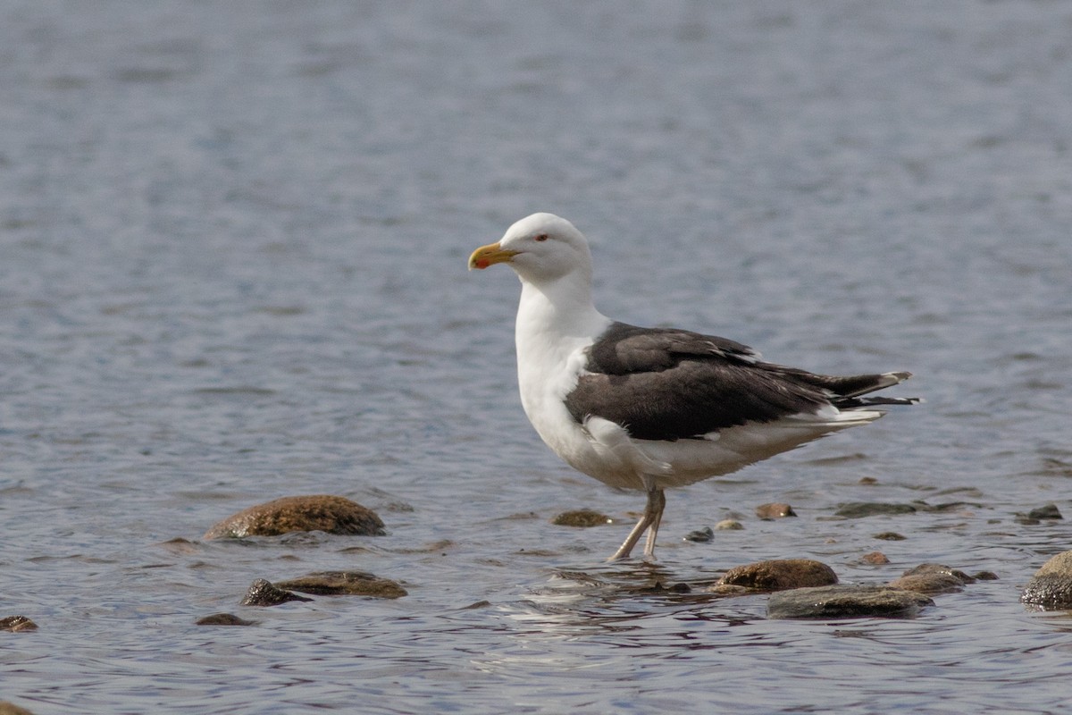 Great Black-backed Gull - Neil Hayward