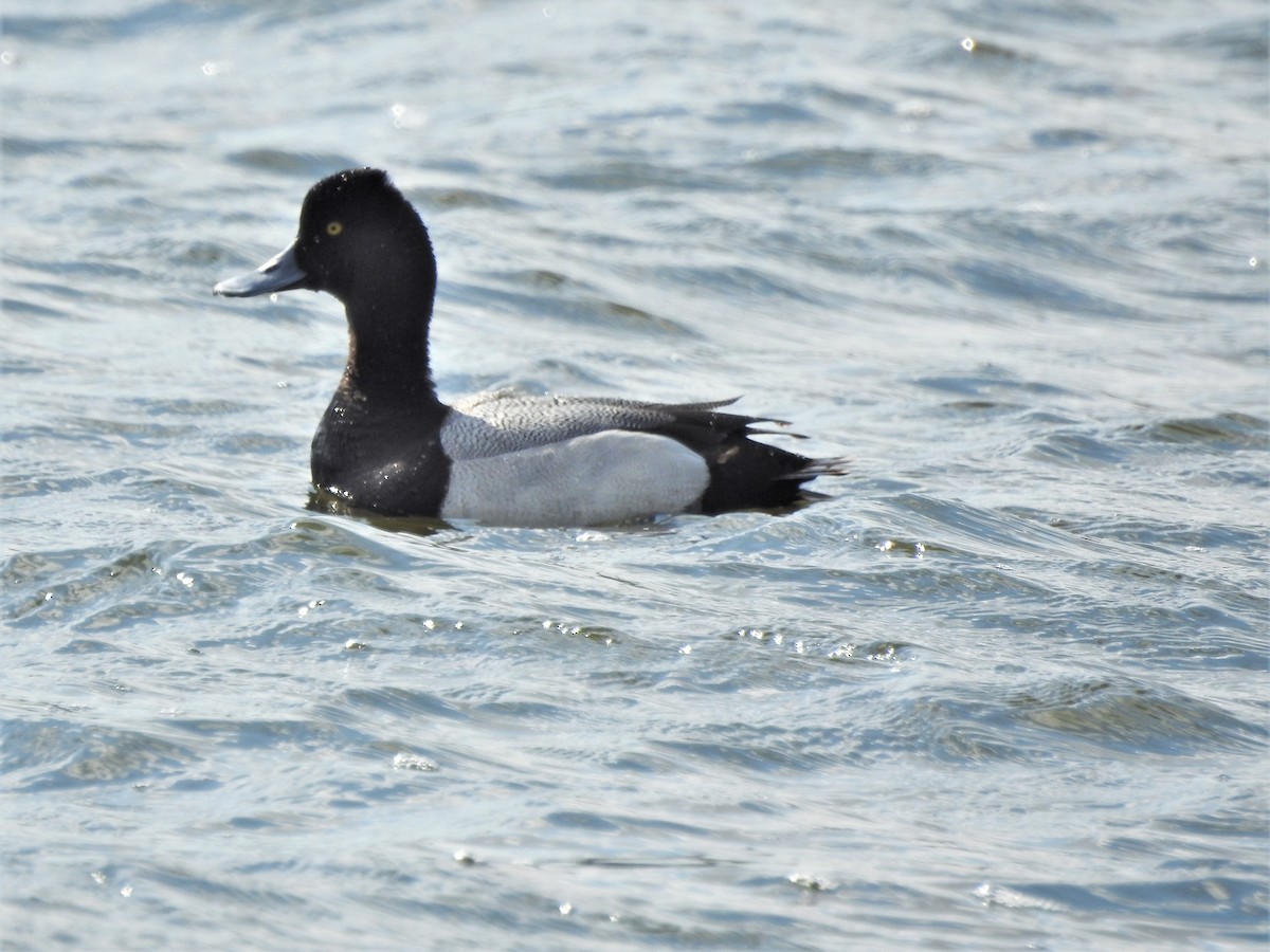 Lesser Scaup - ellen horak