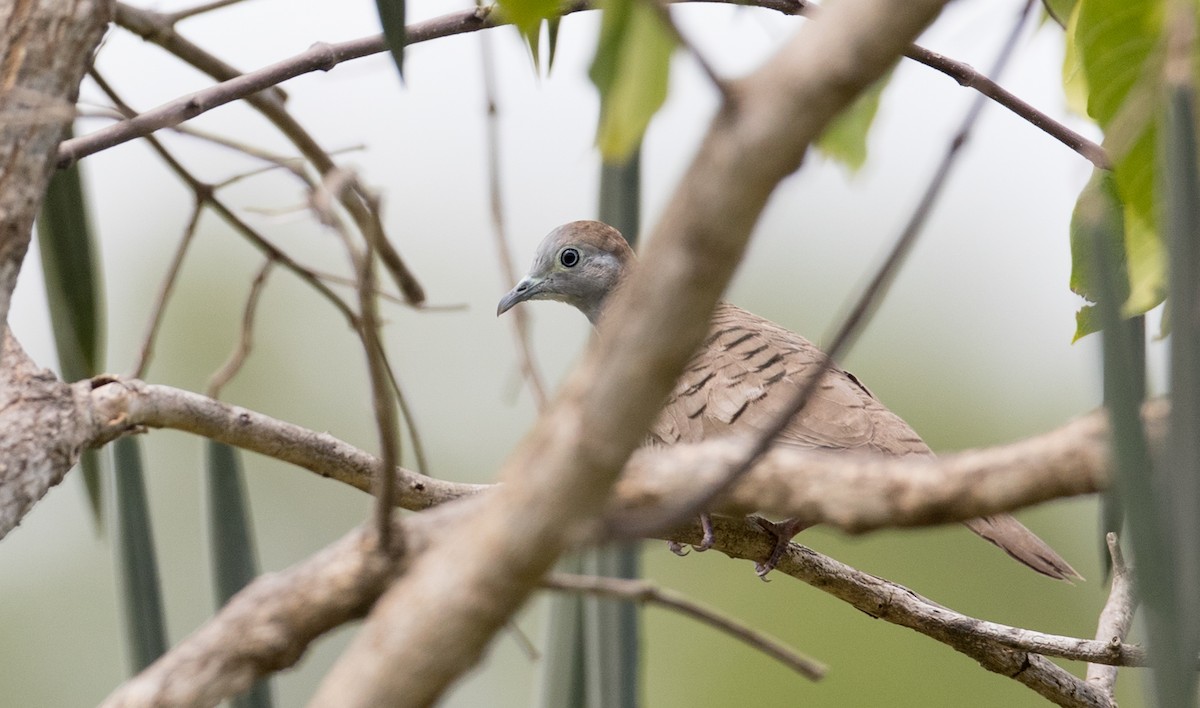 Zebra Dove - ML223982981