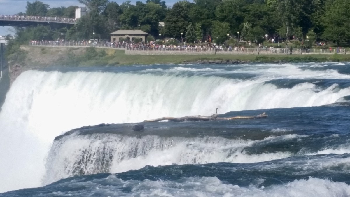 Canada Goose - ML223983781