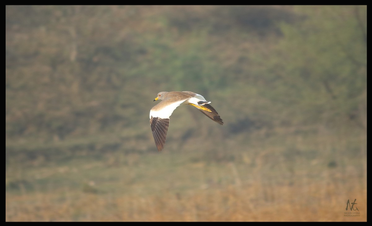 Gray-headed Lapwing - ML22398381