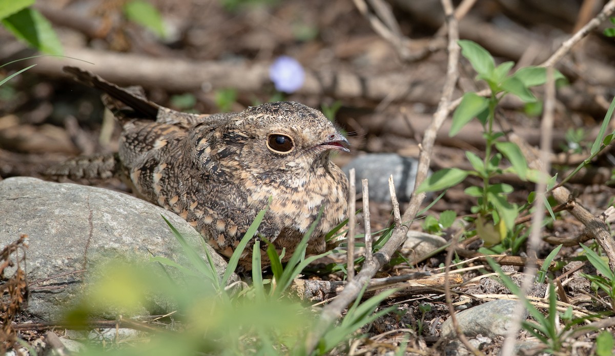 Savanna Nightjar - ML223984531