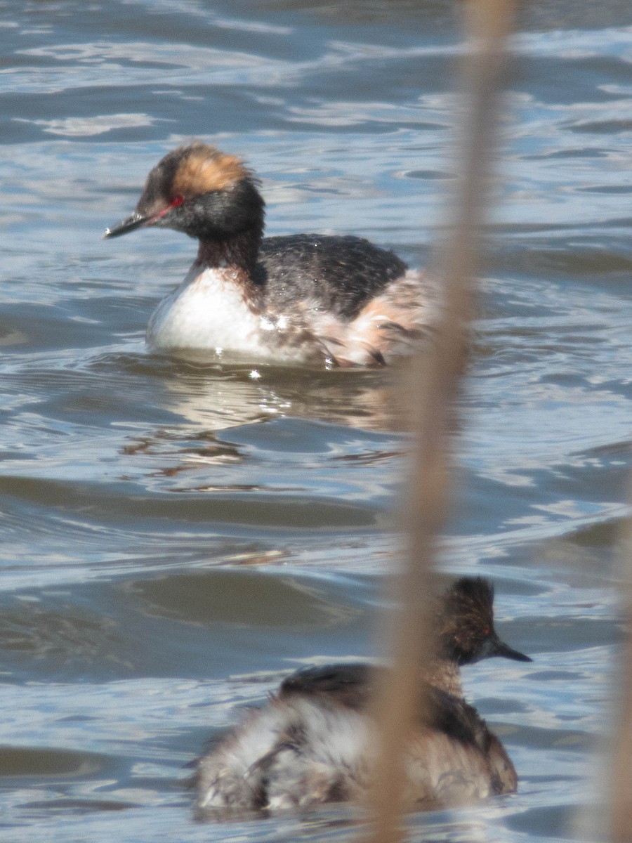 Eared Grebe - Tom Nagel