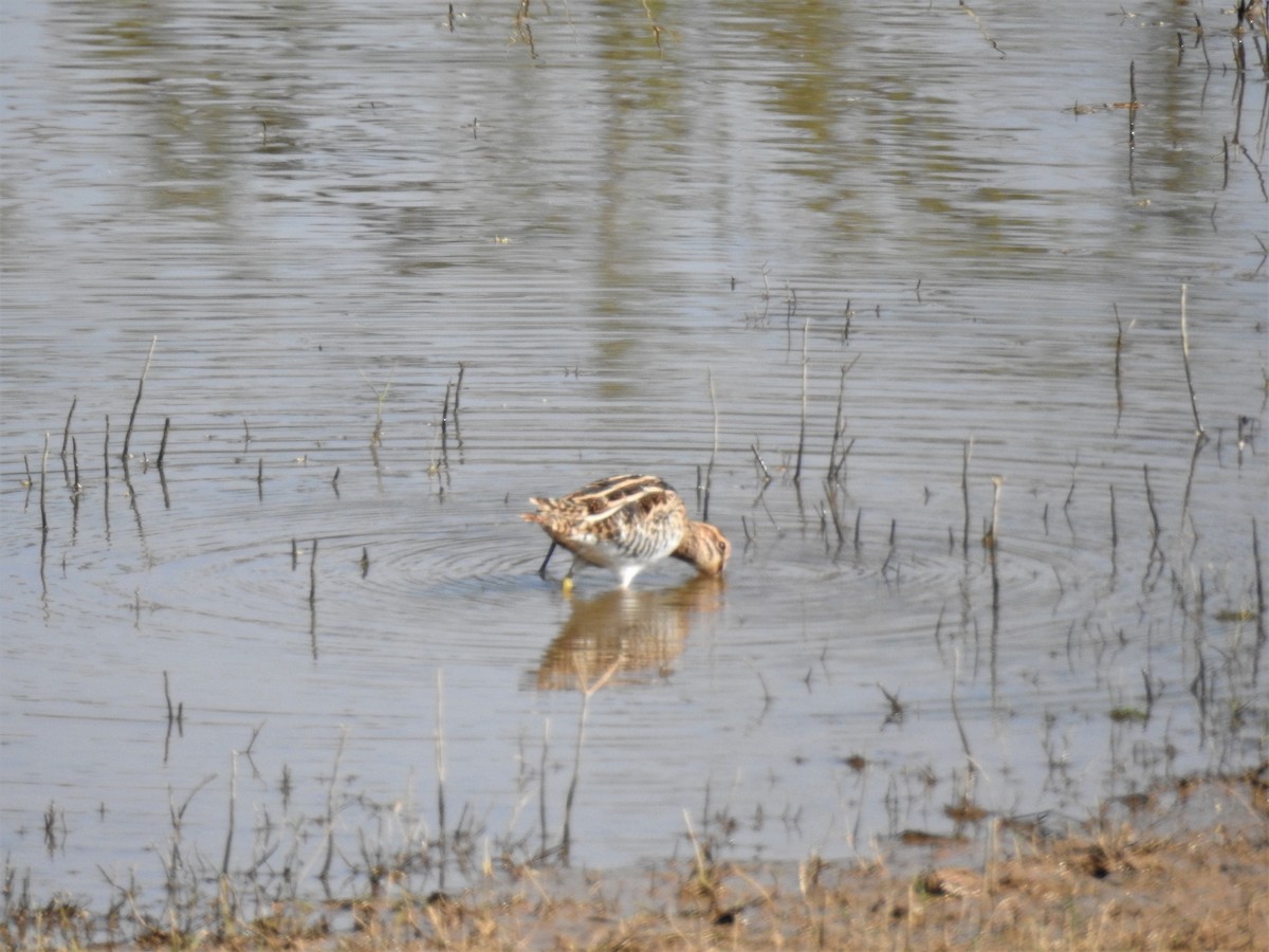 Common Snipe - ML223986021