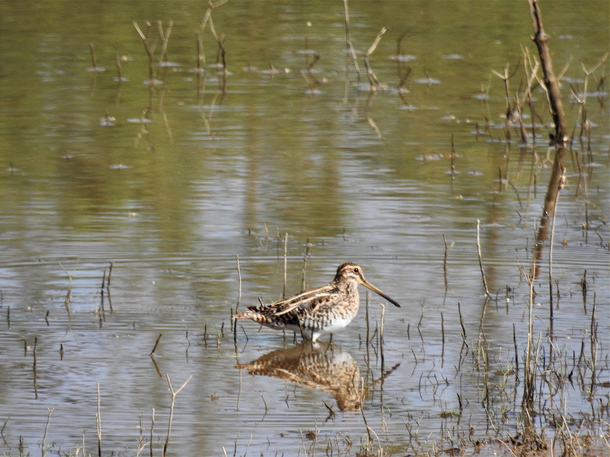 Common Snipe - ML223986031