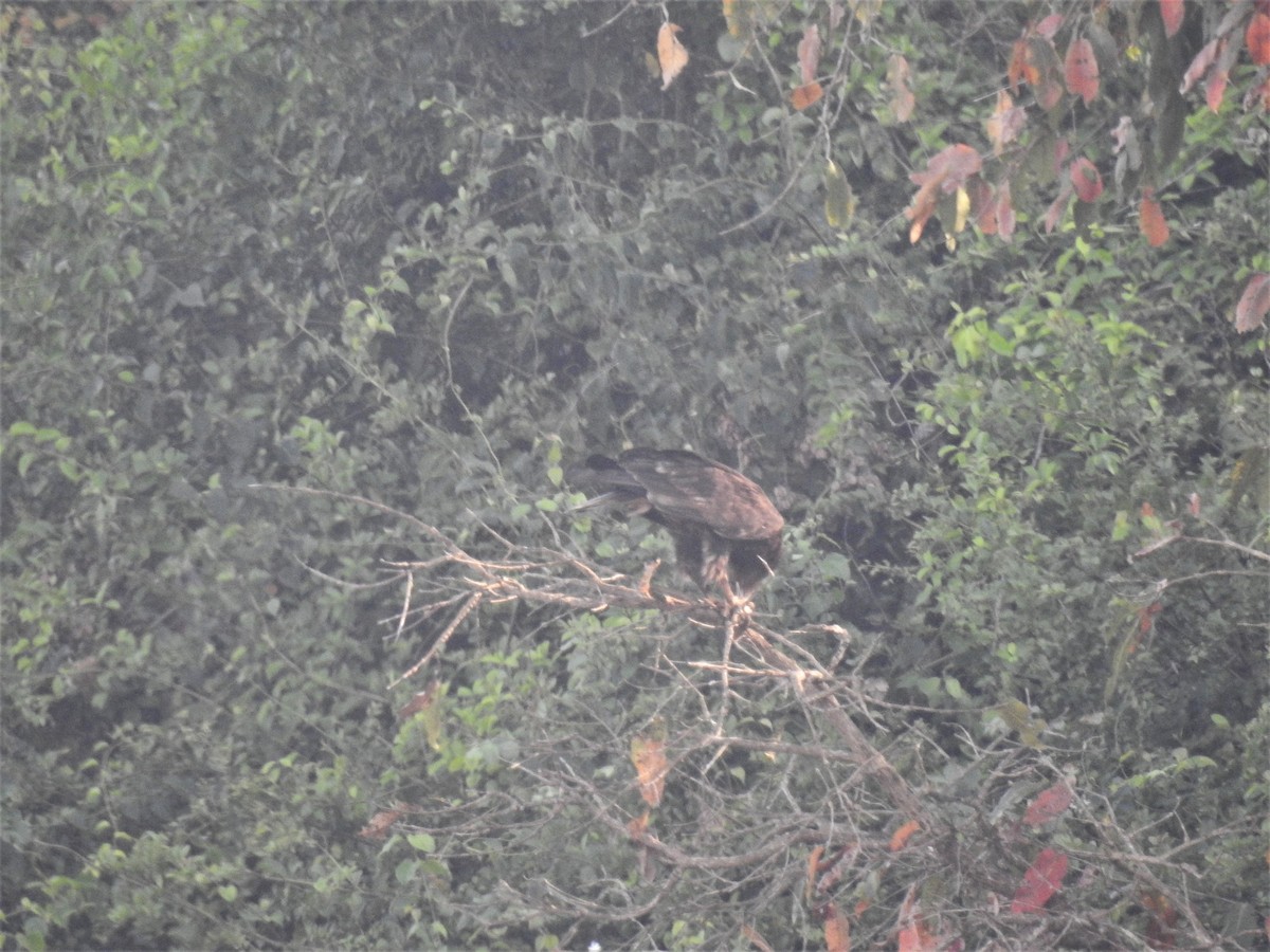 Greater Spotted Eagle - ML223986891