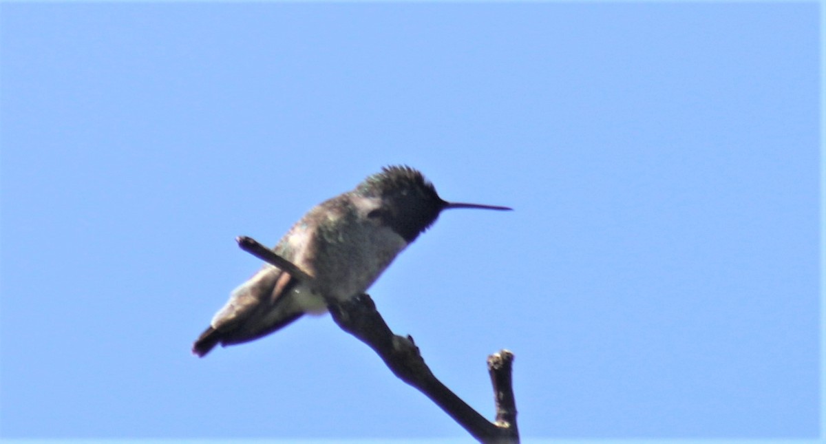 Anna's Hummingbird - Jon. Anderson