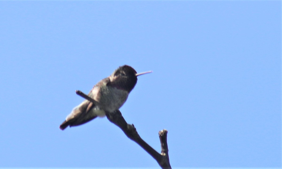 Anna's Hummingbird - Jon. Anderson