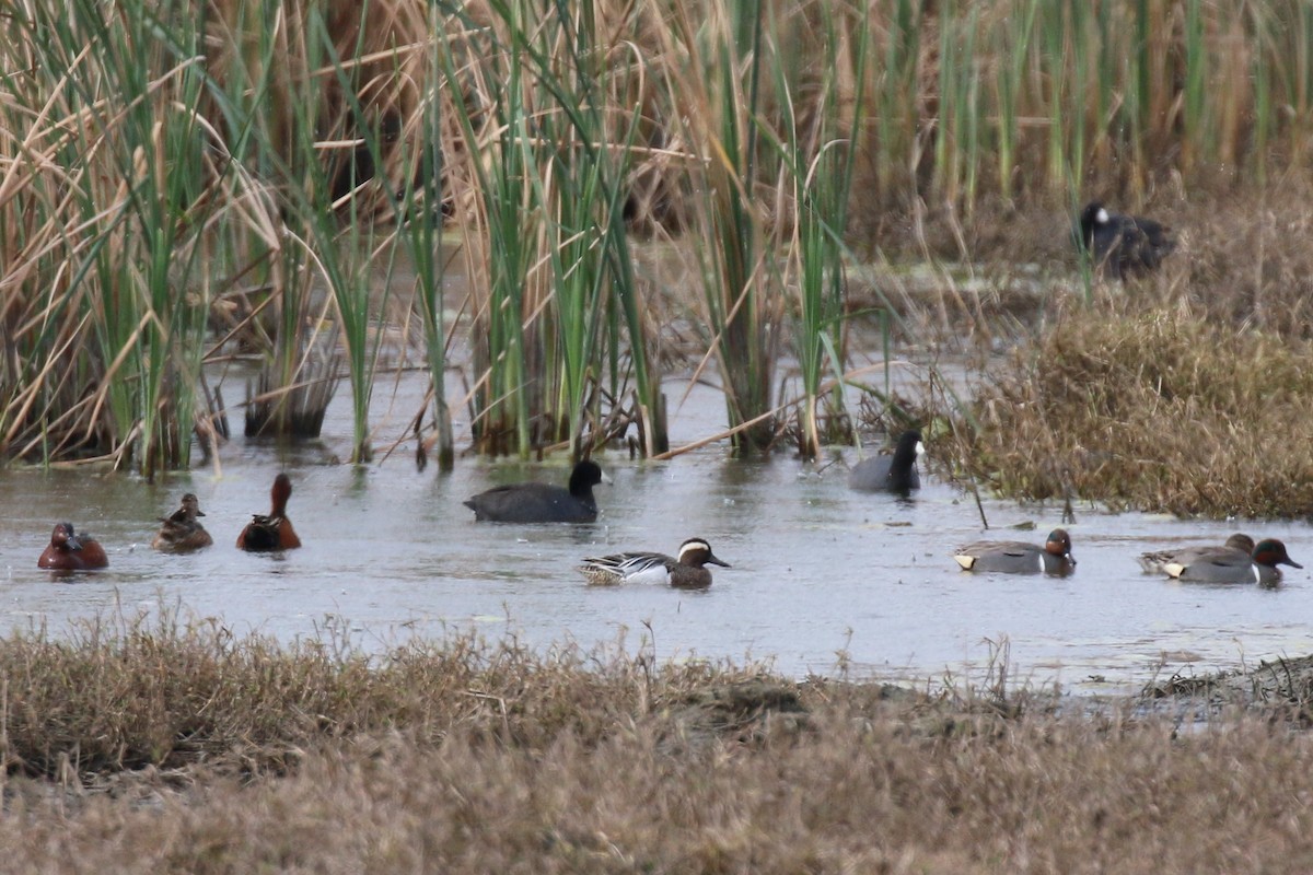 Garganey - ML223988791