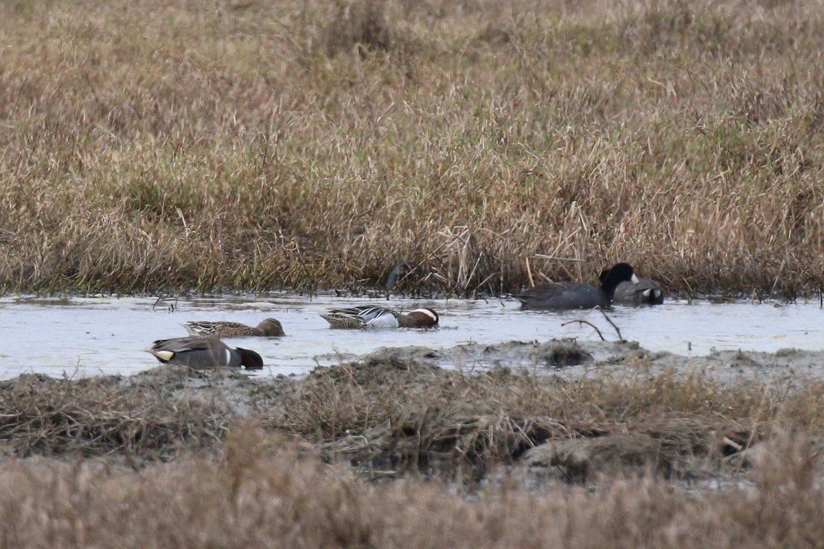 Garganey - ML223988811