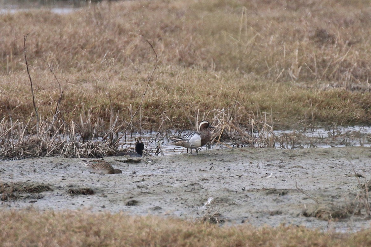 Garganey - ML223988821