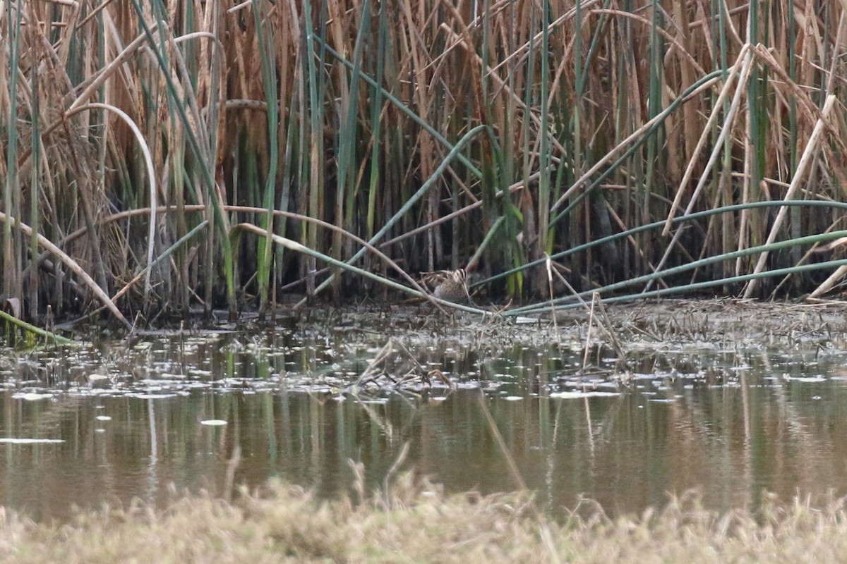 Wilson's Snipe - ML223988871