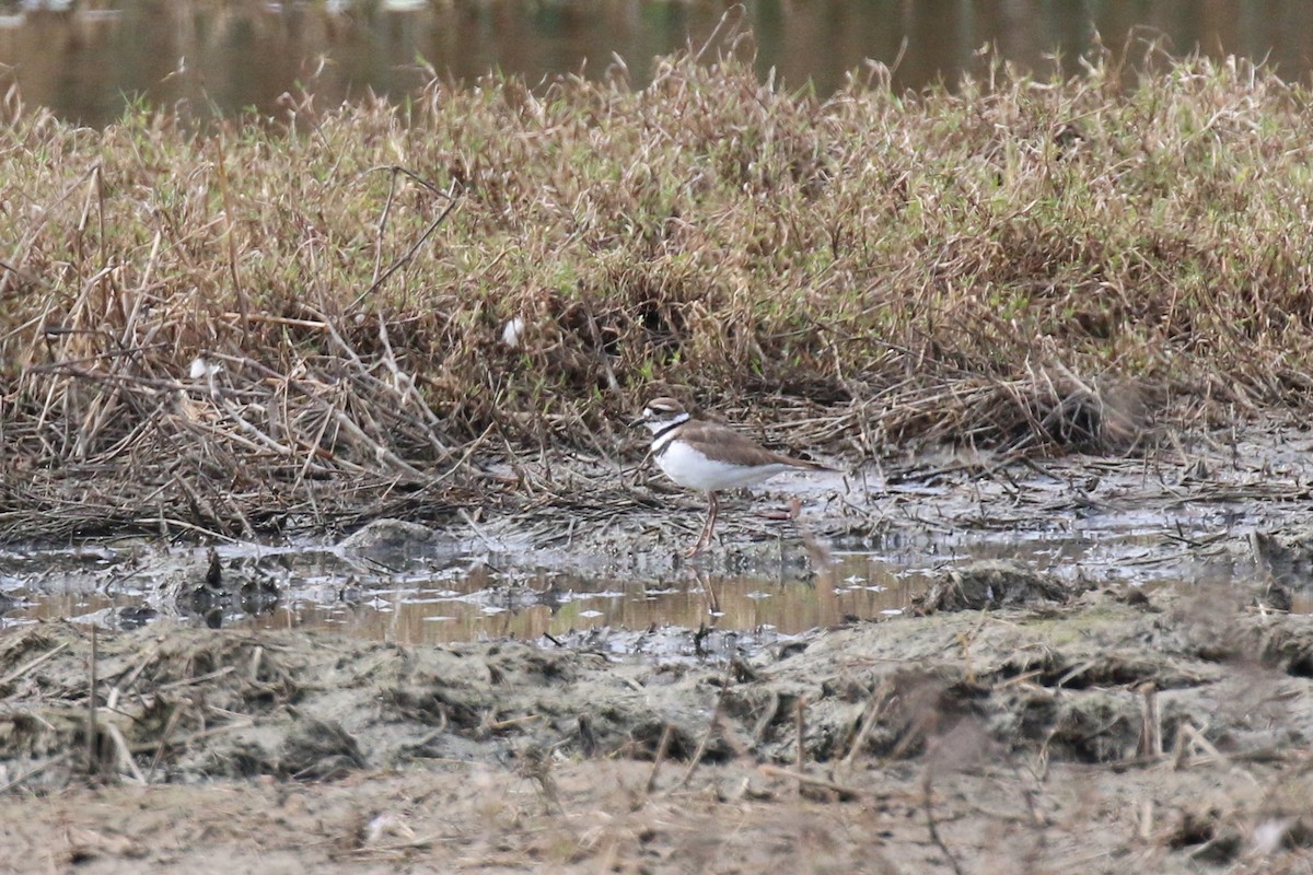 Killdeer - ML223988891