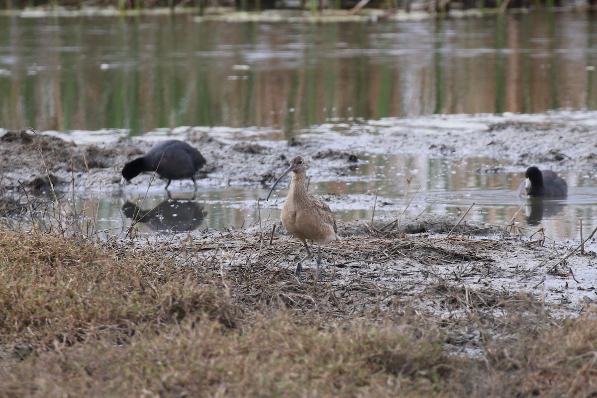 Long-billed Curlew - Henry Burton