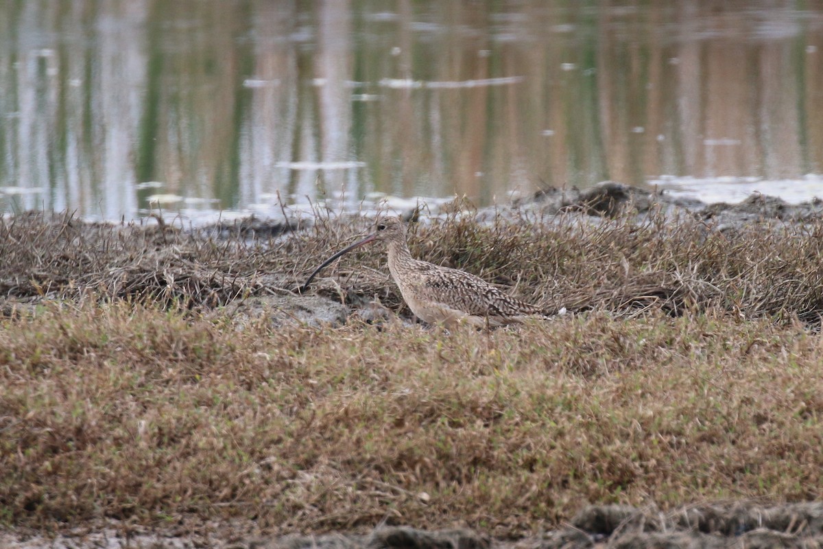 Long-billed Curlew - Henry Burton