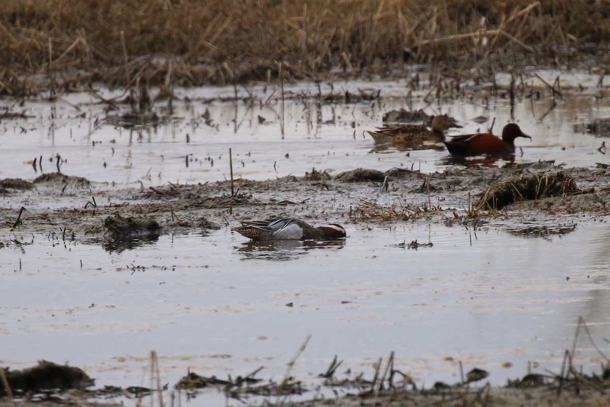 Garganey - ML223989071