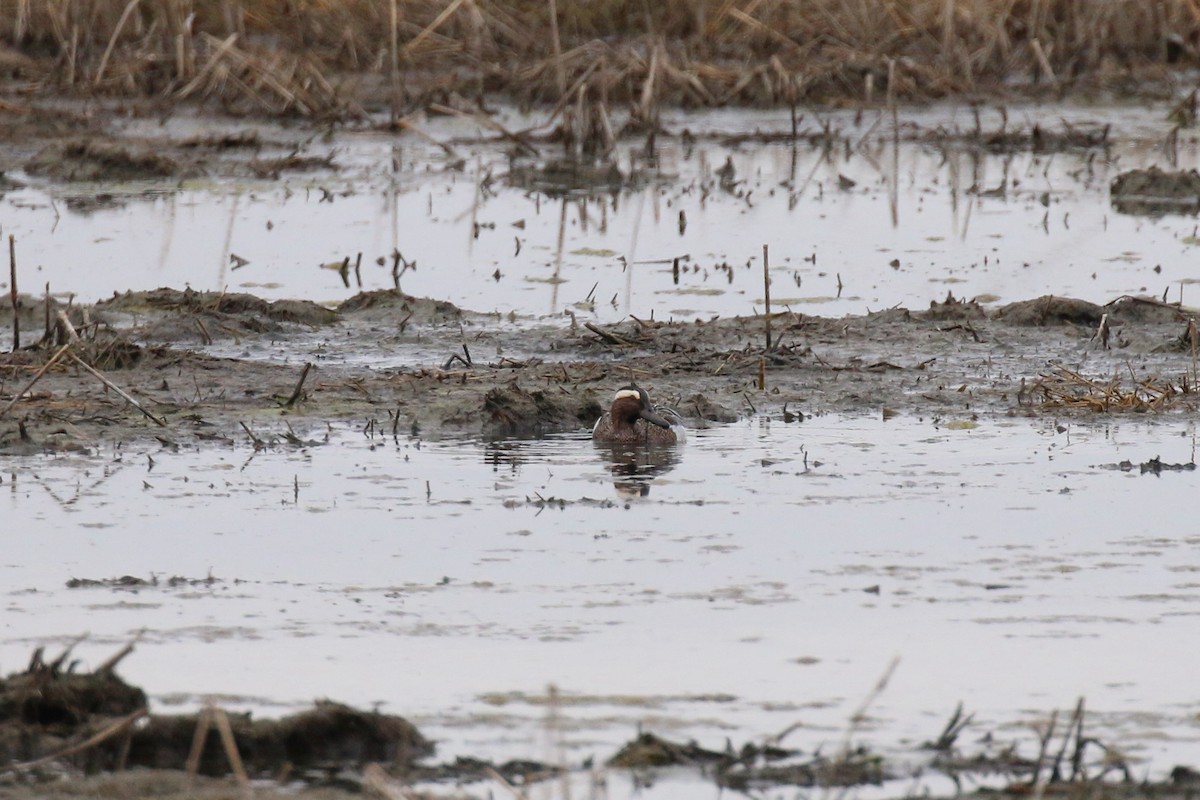 Garganey - ML223989081