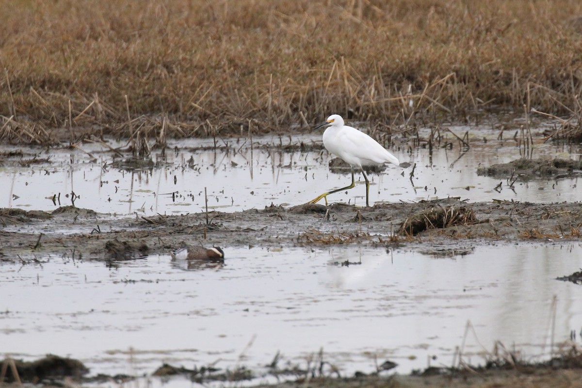 Snowy Egret - ML223989181