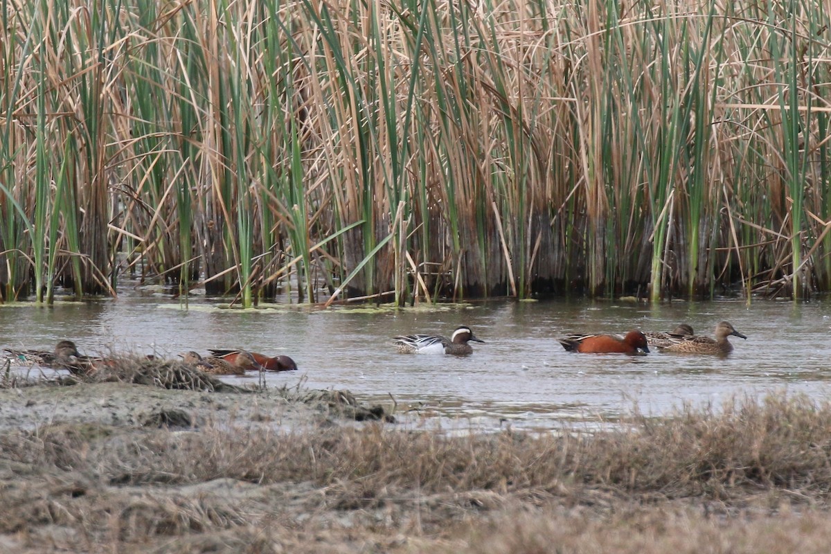 Cinnamon Teal - ML223989391