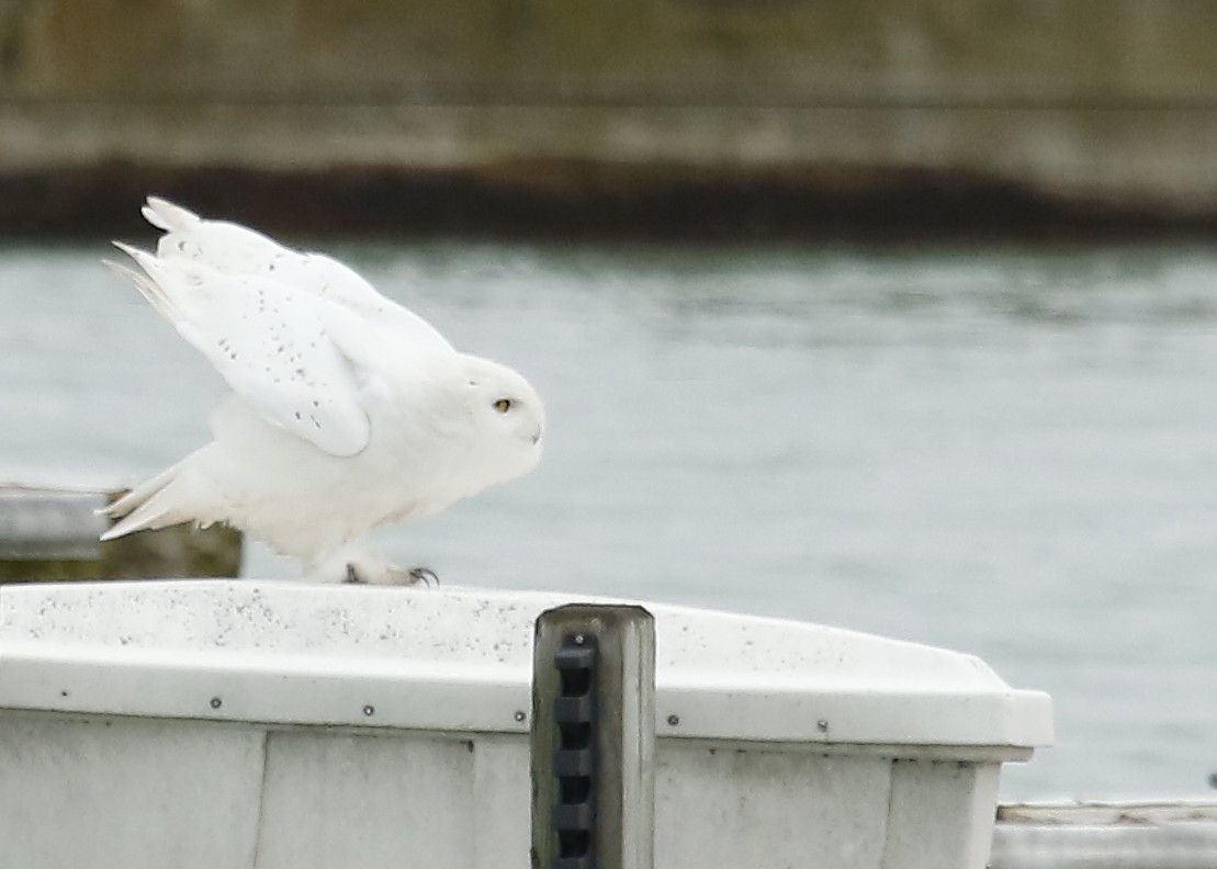 Snowy Owl - Eric Walters