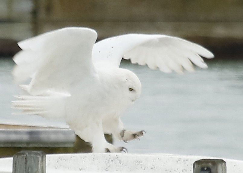 Snowy Owl - ML223989861