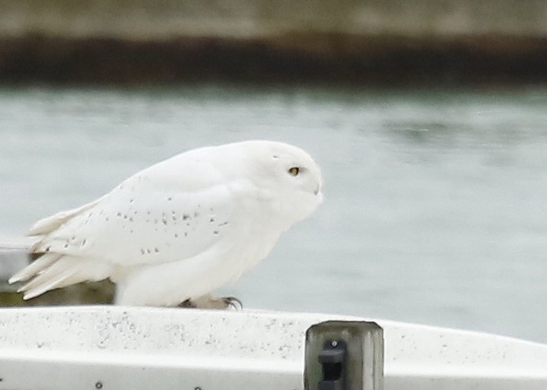 Snowy Owl - ML223989901