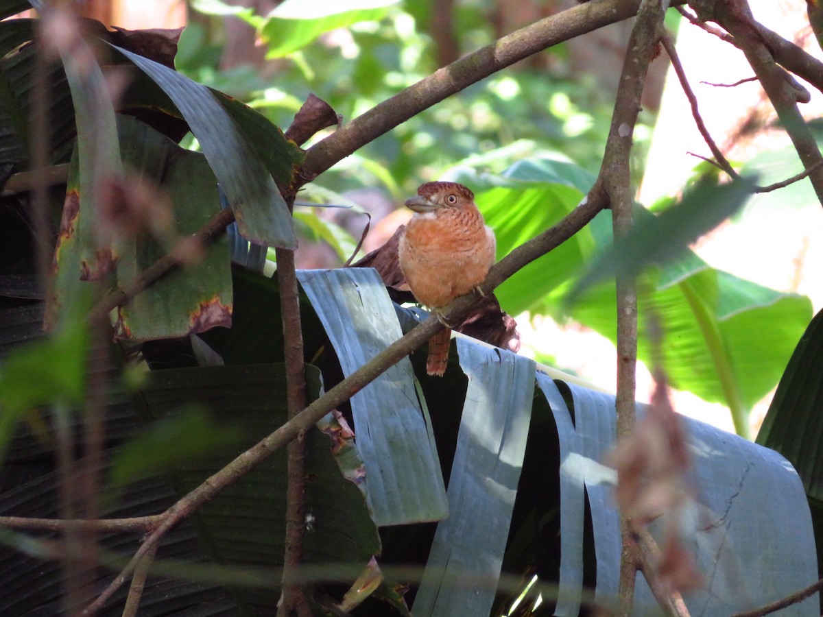 Barred Puffbird - ML223992591