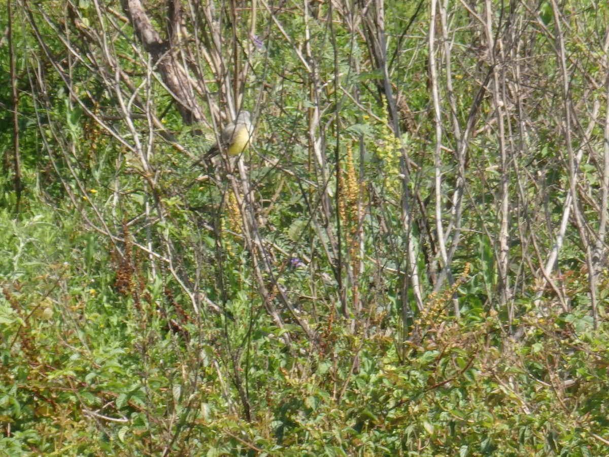 Western Kingbird - Dennis Shepler