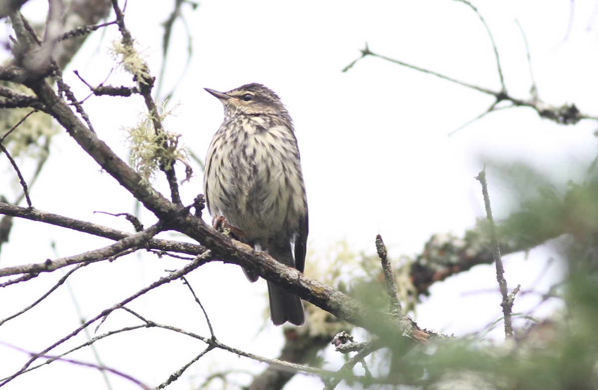 Northern Waterthrush - ML223994751