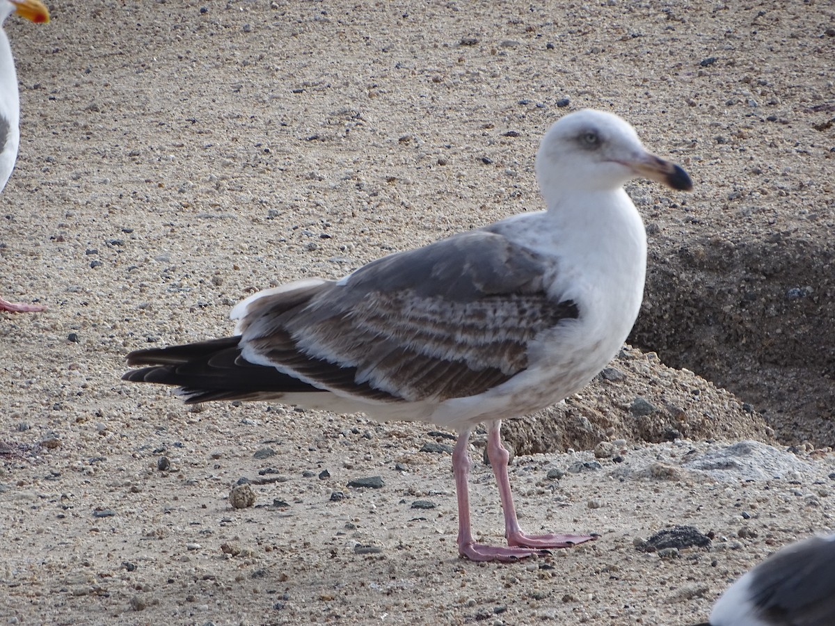 Slaty-backed Gull - ML223996021