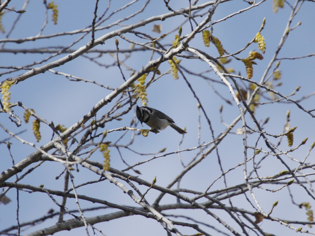 Bridled Titmouse - ML223996311