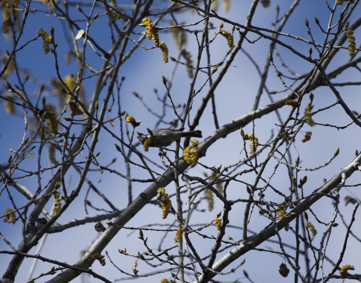 Bridled Titmouse - ML223996331