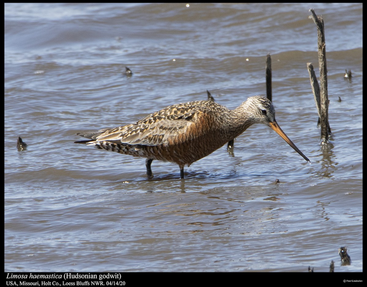 Hudsonian Godwit - Peter Kondrashov