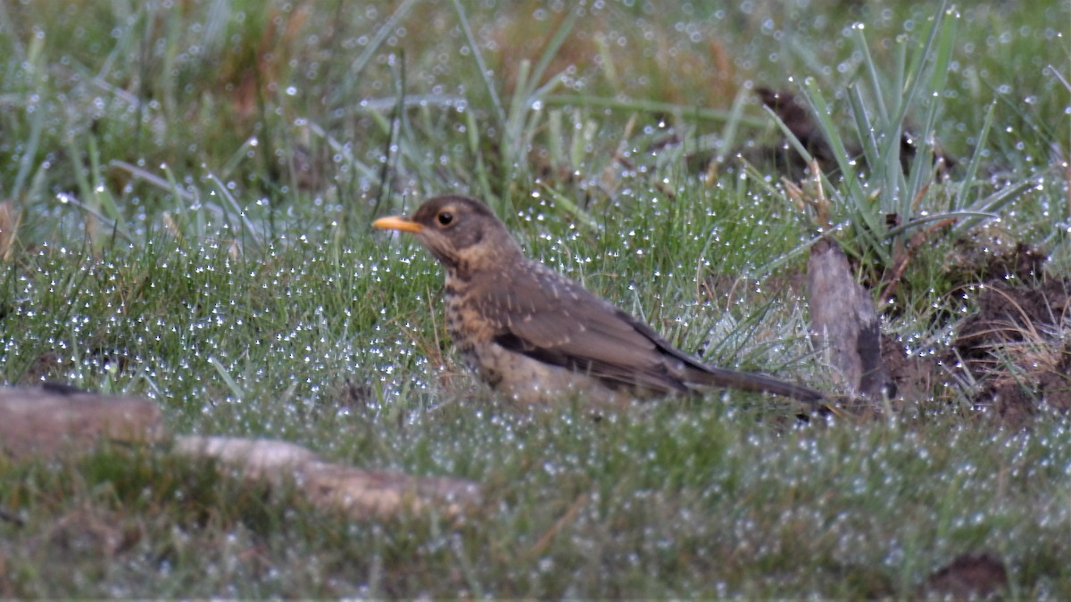 Austral Thrush - ML223999291