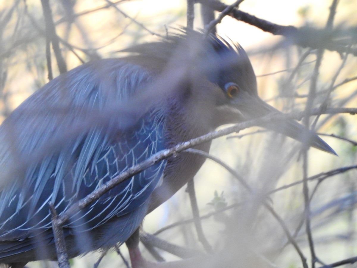 Green Heron - ML224000001